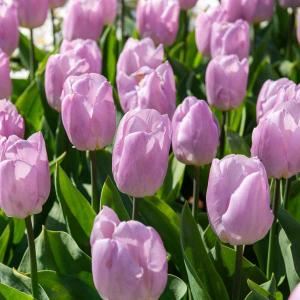 Tulipe Candy Prince (x8)